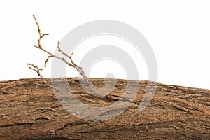 Cross section of tree trunk isolated on white background