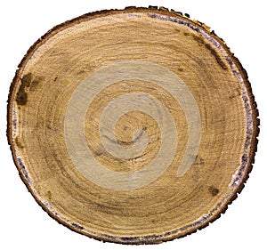 Cross section of tree trunk