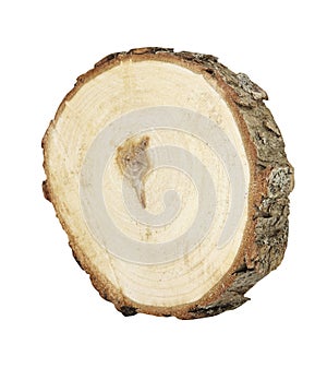 Cross section of tree trunk isolated on white background. Close up