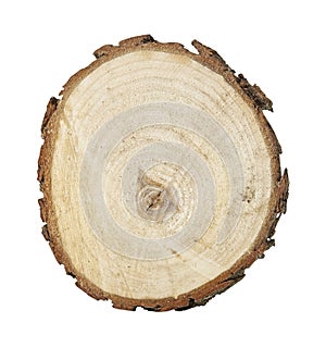 Cross section of tree trunk isolated on white background. Close up