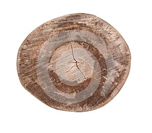 Cross section of tree trunk