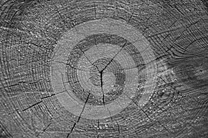 Cross section of tree trunk, log end