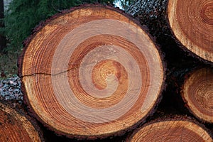 Cross section of tree trunk