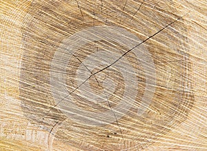 Cross section of tree trunk showing growth rings