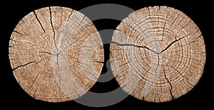 Cross section of tree trunk showing growth rings