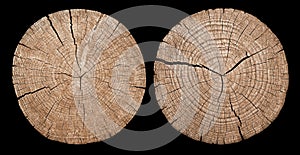 Cross section of tree trunk showing growth rings photo