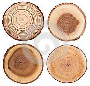 Cross section of tree trunk showing growth rings set isolated on white background. photo