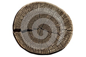 Cross section of tree trunk showing growth rings isolated on white background. Log