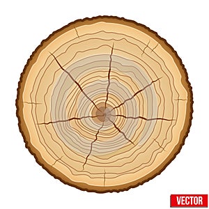 Cross section of tree trunk. Vector.