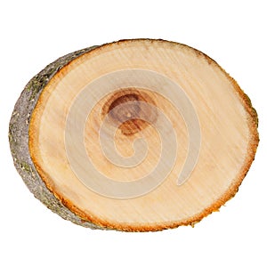 Cross section tree on white