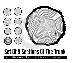 Cross section of the trunk
