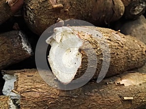 Tuber root of Manihot esculenta, cassava, manioc, mandioca or yuca