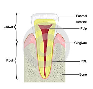 Cross section of a typical tooth