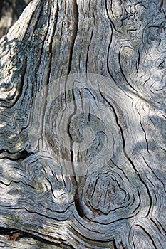 Cross section of very old tree trunk , natural background