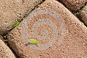 Cross section of walkway pavers