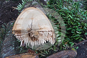 The cross-section of the wood surface of a tree that has been forcibly cut