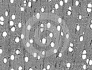 Cross section - Xylem. Plant tissue structure