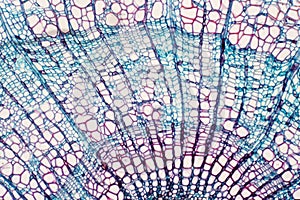 Cross section - Xylem is a type of tissue in vascular plants that transports water and some nutrients photo