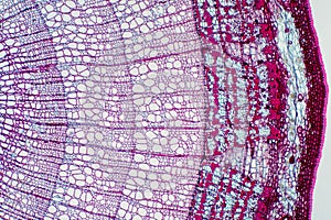 Cross section - Xylem is a type of tissue in vascular plants that transports water and some nutrients photo