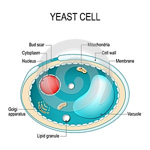 Cross section of a yeast cell. Structure of fungal cell.