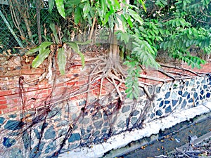 Cross-sectional profile of tree roots