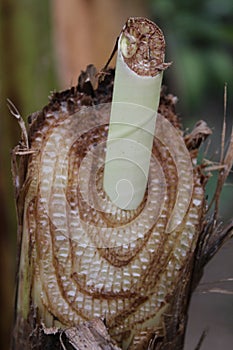 The cross-sectional texture of the banana tree trunk photo