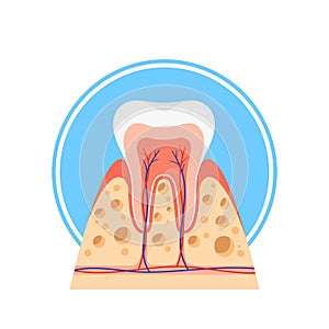 Cross-sectional View Of A Healthy Tooth, Revealing Enamel, Dentin And Pulp. Vector Illustrative Anatomy Dental Structure