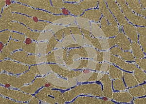 Cross-sectioned striated muscle fiber. Sarcoplasmic reticulum photo
