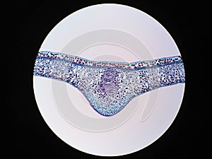 Cross sections of plant leaf