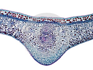 Cross sections of plant leaf