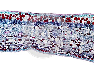 Cross sections of plant leaf