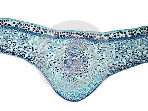 Cross sections of plant leaf