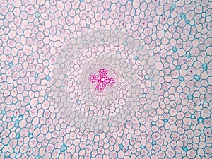 Cross sections of plant root