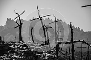 Cross shaped trees after forest fire