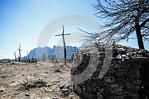 Cross shaped trees after forest fire