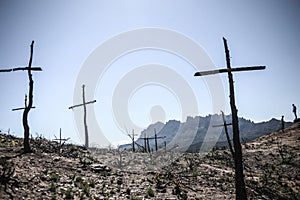 Cross shaped trees after forest fire