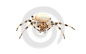 Cross spider