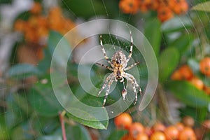 Cross spider