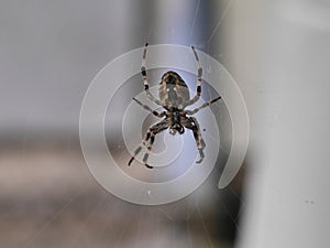 Cross spider