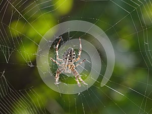 Cross spider