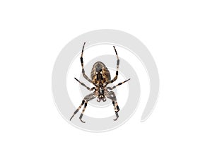 Cross spider