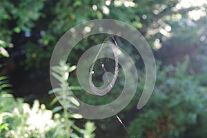 A cross spider building a web