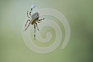 Cross spider crawling on a spider thread. Halloween fright. A useful hunter among