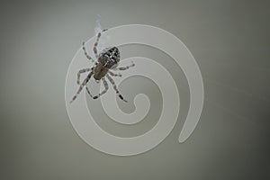 Cross spider crawling on a spider thread. Halloween fright. A useful hunter among