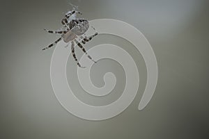 Cross spider crawling on a spider thread. Halloween fright. A useful hunter among