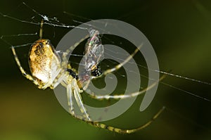 Cross spider eating a fly