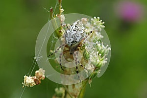 Cross Spider on a flower