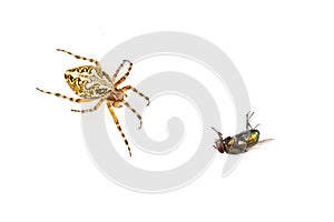 Cross spider and fly on a white background
