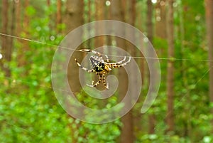 Cross spider on forest background
