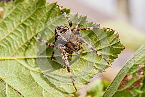 Cross spider on green leaf